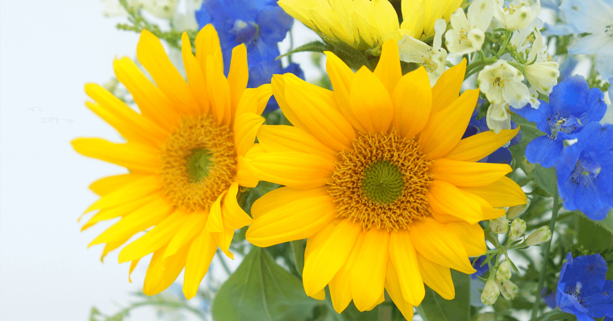 花のサブスクおすすめ！選び方やサービス比較一覧